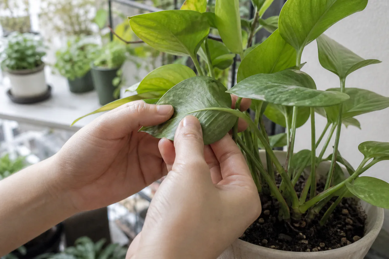 受け取った植物の葉の裏や茎を確認する手元